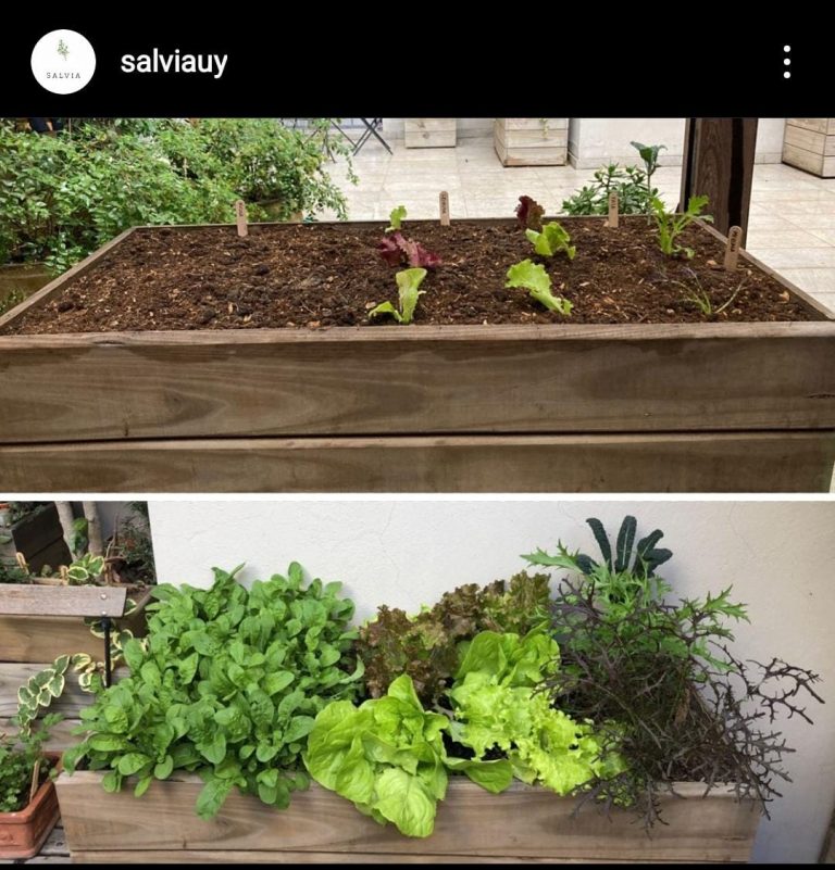 Salviauy