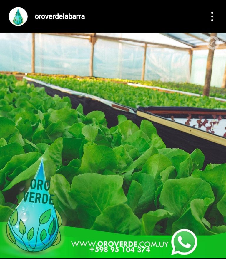 Oro verde