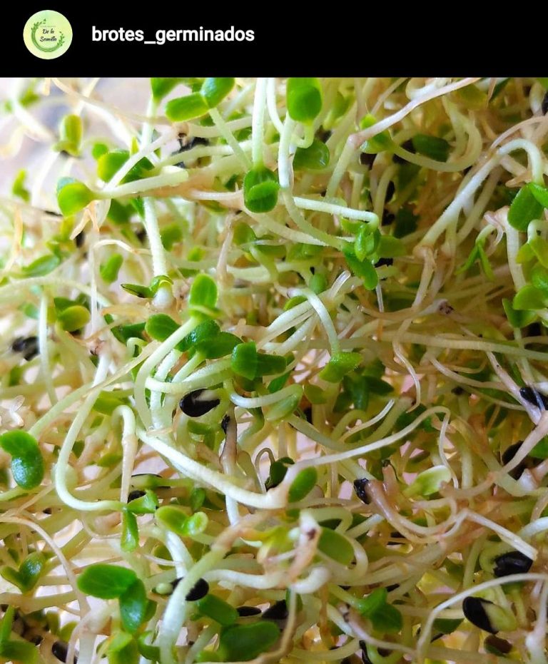 Brotes germinados