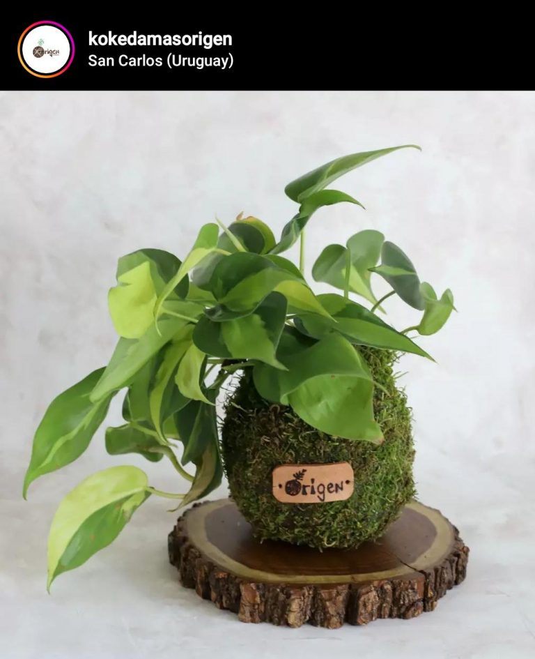 kokedama origen